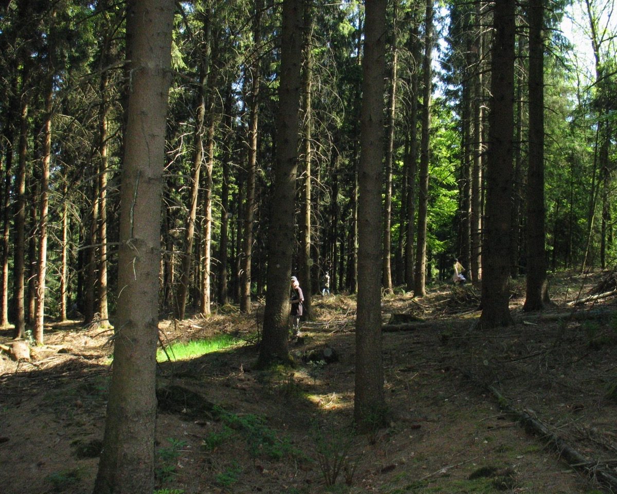 Wald